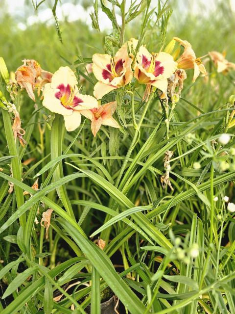 Crin de o zi - Hemerocallis 'Blueberry Candy'