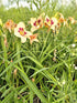 Crin de o zi - Hemerocallis 'Blueberry Candy'