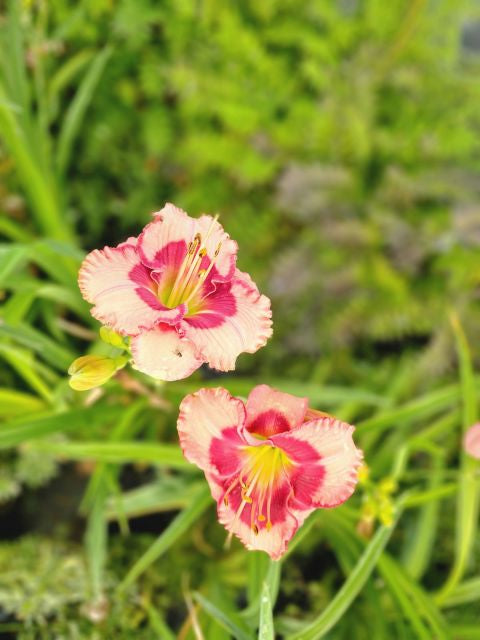 Crin de o zi - Hemerocallis 'Cherry Valentine'
