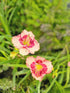 Crin de o zi - Hemerocallis 'Cherry Valentine'