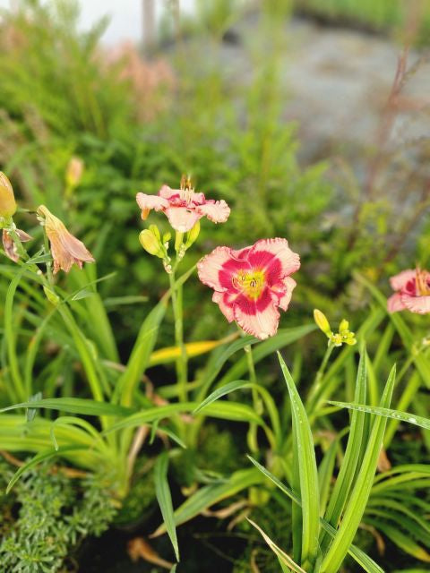 Crin de o zi - Hemerocallis 'Cherry Valentine'