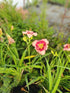 Crin de o zi - Hemerocallis 'Cherry Valentine'