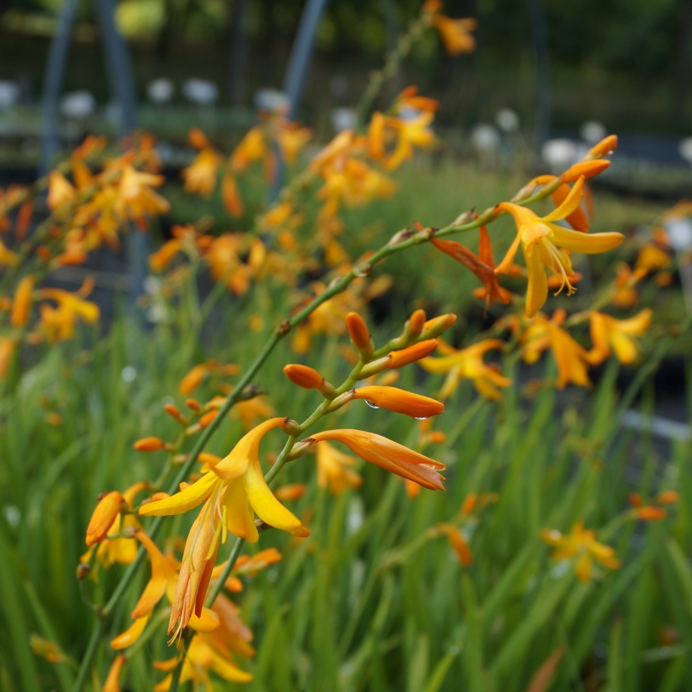 Crocosmia galbenă - Crocosmia ‘George Davidson’