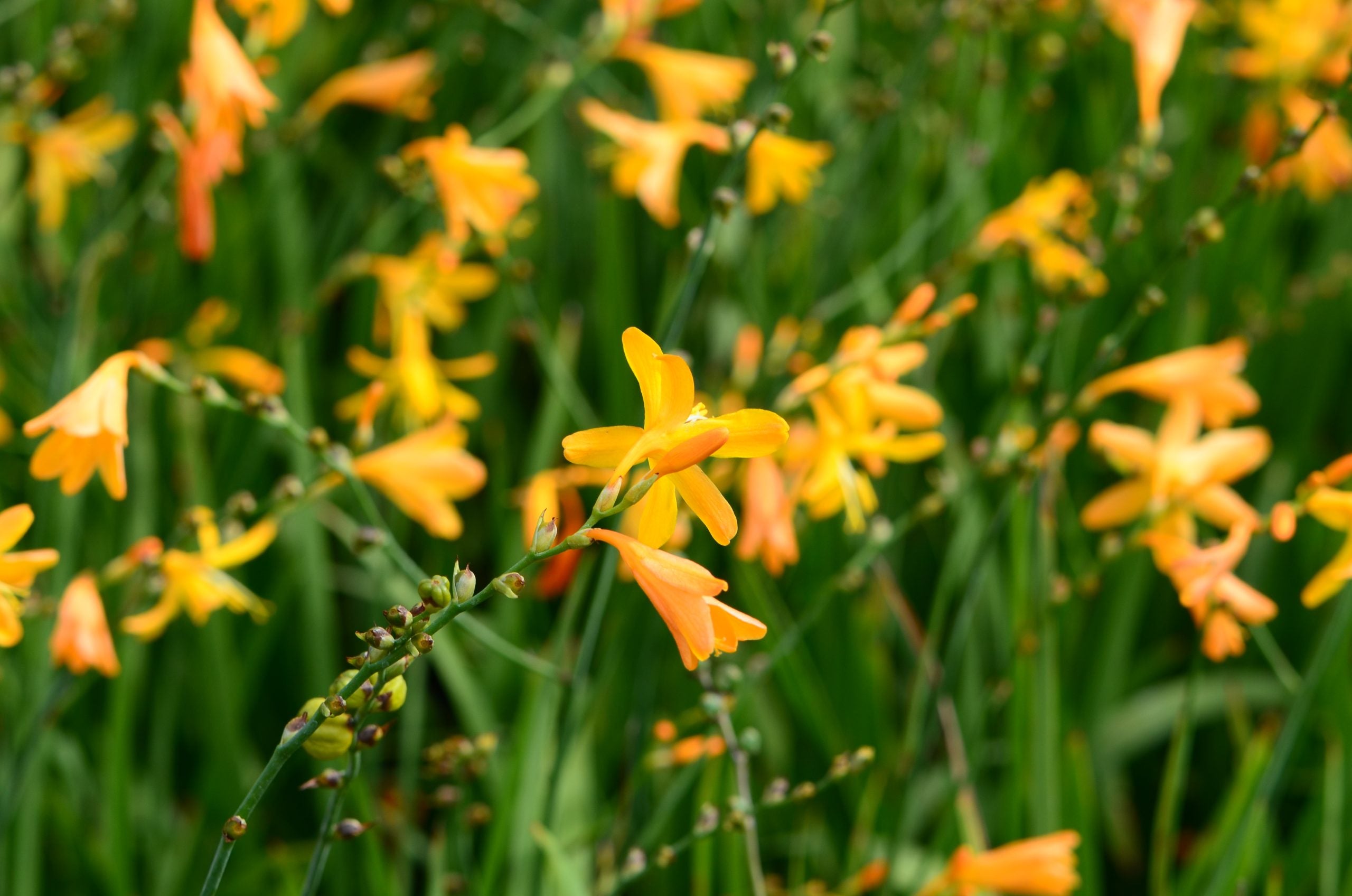 Crocosmia galbenă - Crocosmia ‘George Davidson’