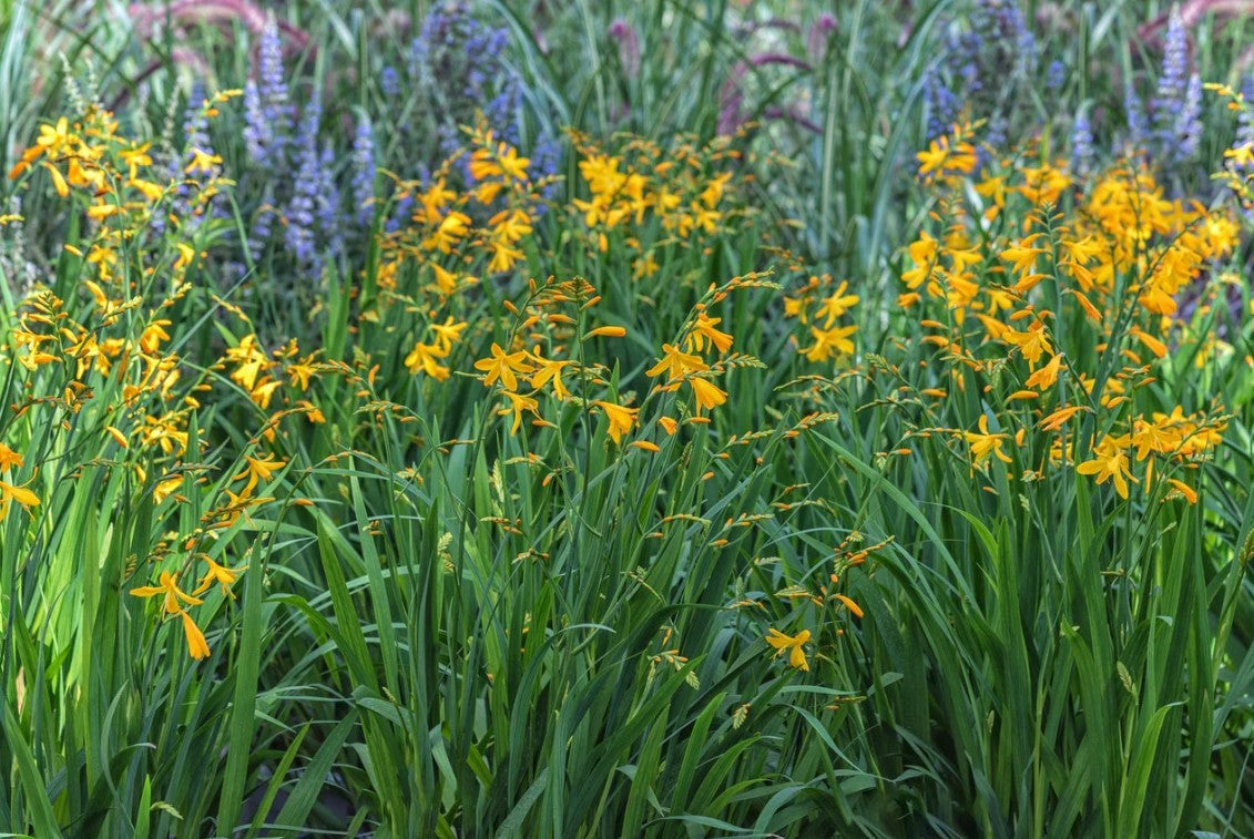Crocosmia galbenă - Crocosmia ‘George Davidson’