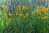 Crocosmia galbenă - Crocosmia ‘George Davidson’