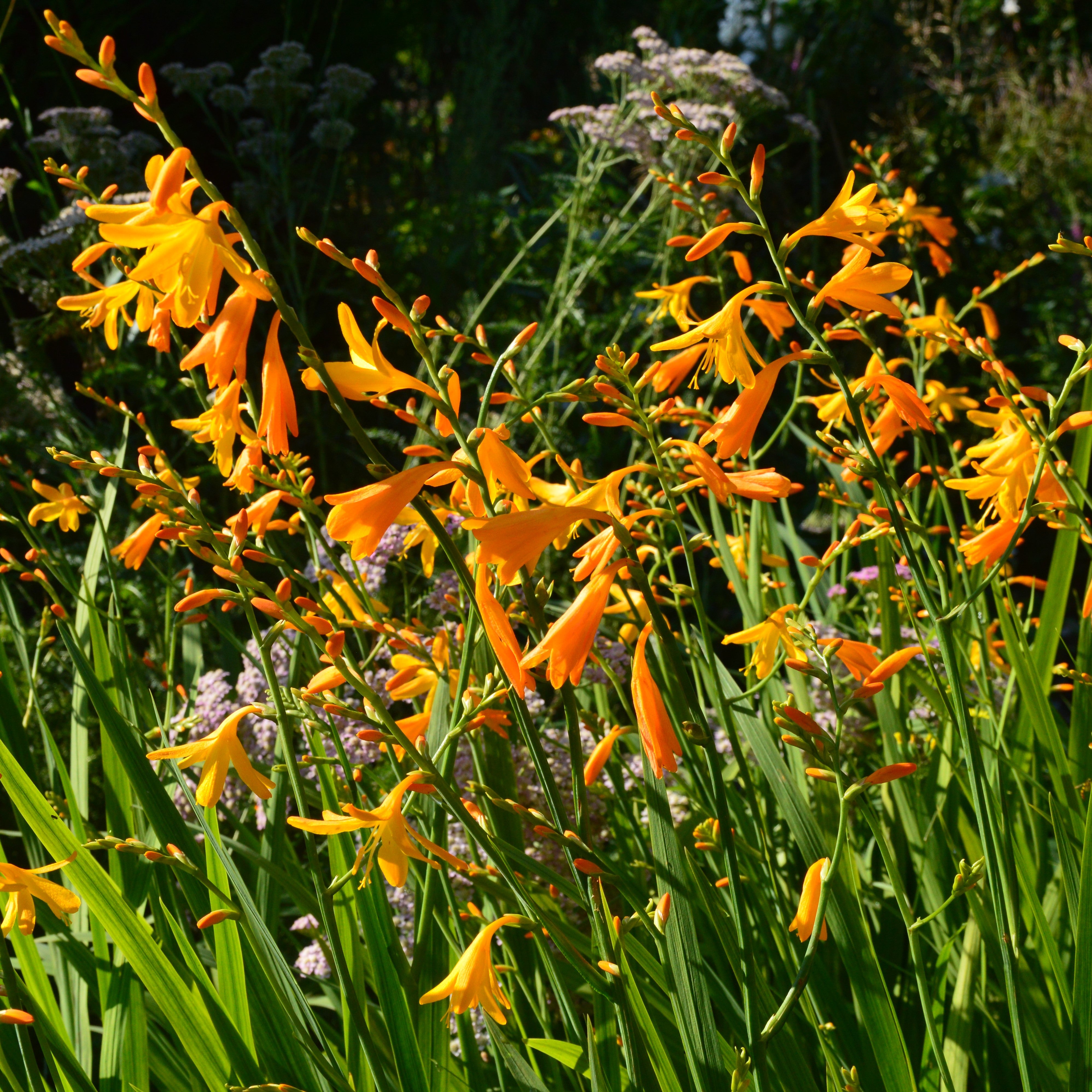 Crocosmia galbenă - Crocosmia ‘George Davidson’