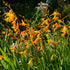 Crocosmia galbenă - Crocosmia ‘George Davidson’