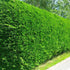 Gard viu Chiparos Leyland - Cupressocyparis Leylandii