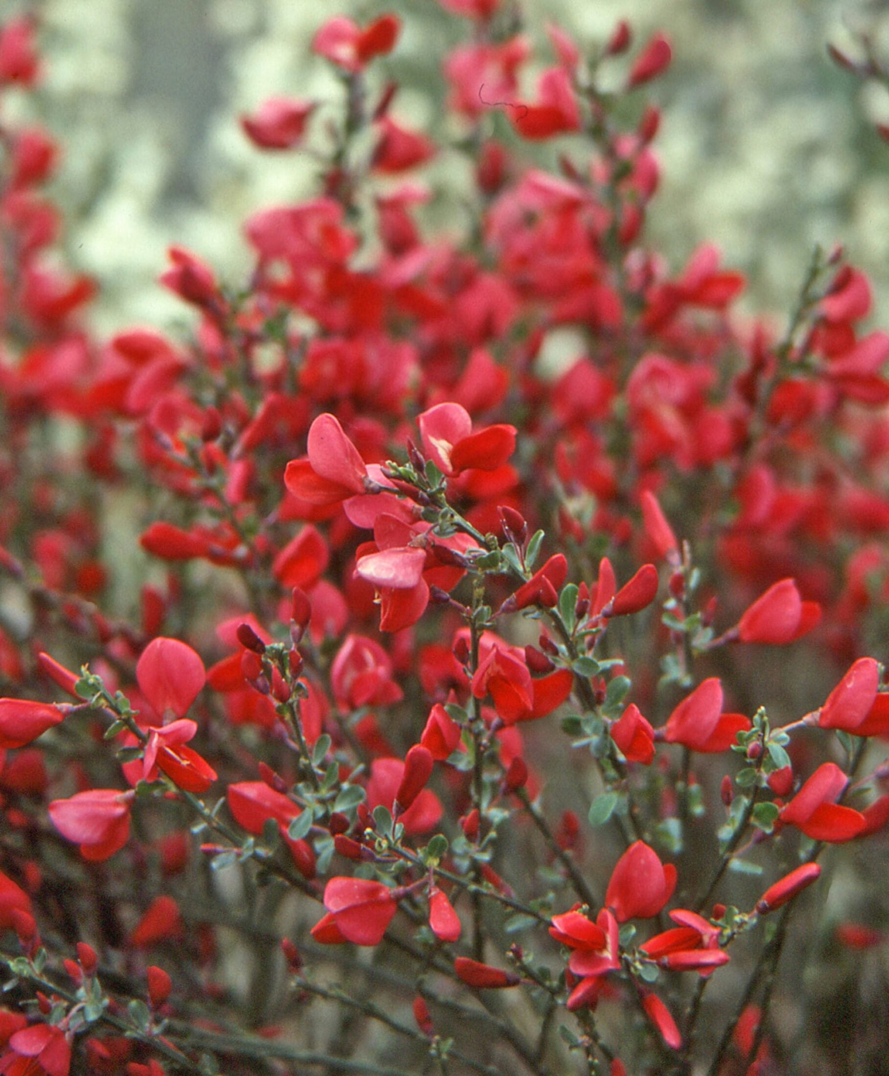 Măturică - Cytisus ‘Boskoop Ruby’