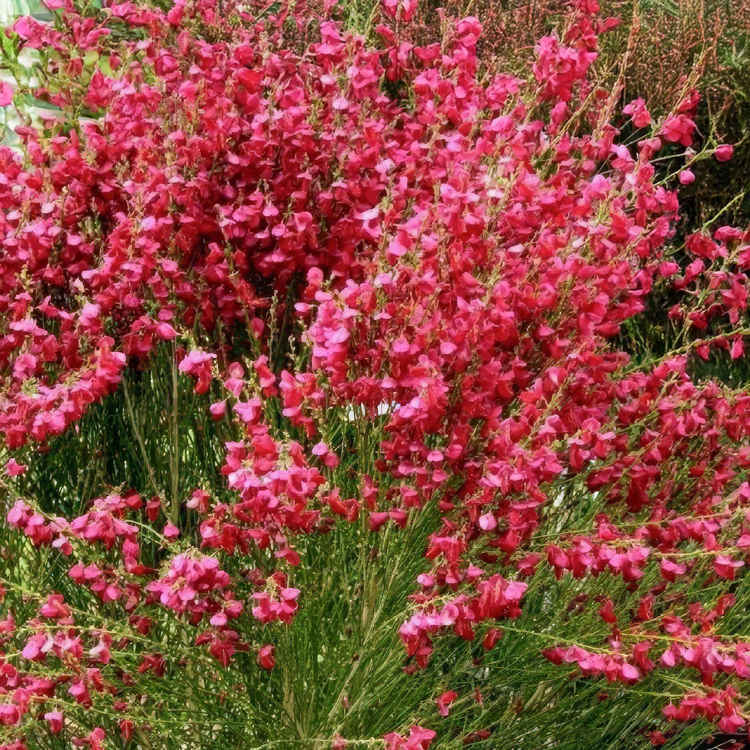 Măturică - Cytisus ‘Boskoop Ruby’