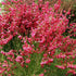 Măturică - Cytisus ‘Boskoop Ruby’