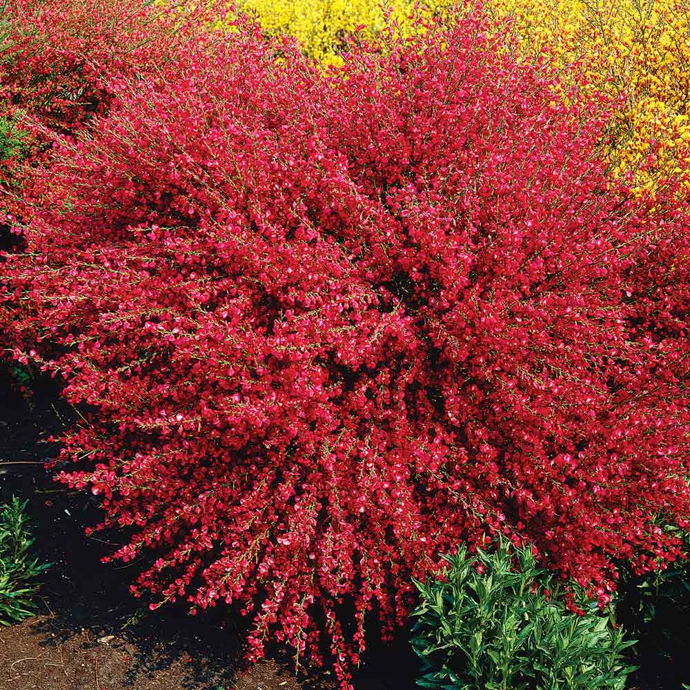 Măturică - Cytisus ‘Boskoop Ruby’