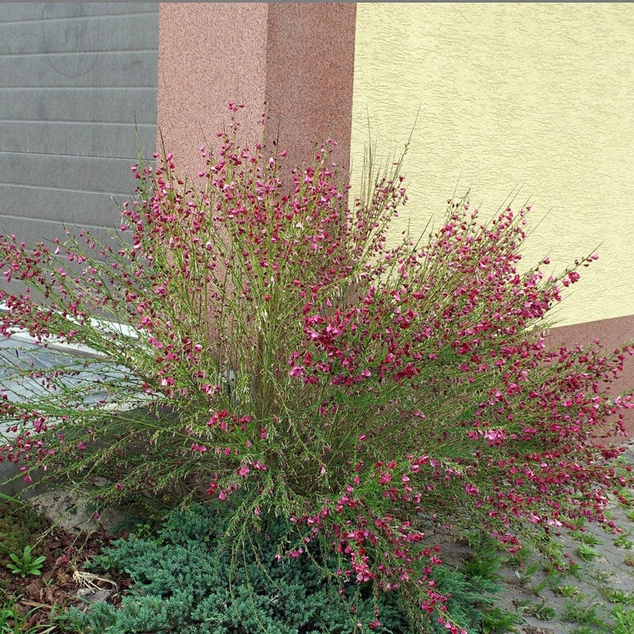 Măturică - Cytisus ‘Boskoop Ruby’