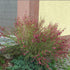 Măturică - Cytisus ‘Boskoop Ruby’