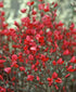 Măturică - Cytisus ‘Boskoop Ruby’