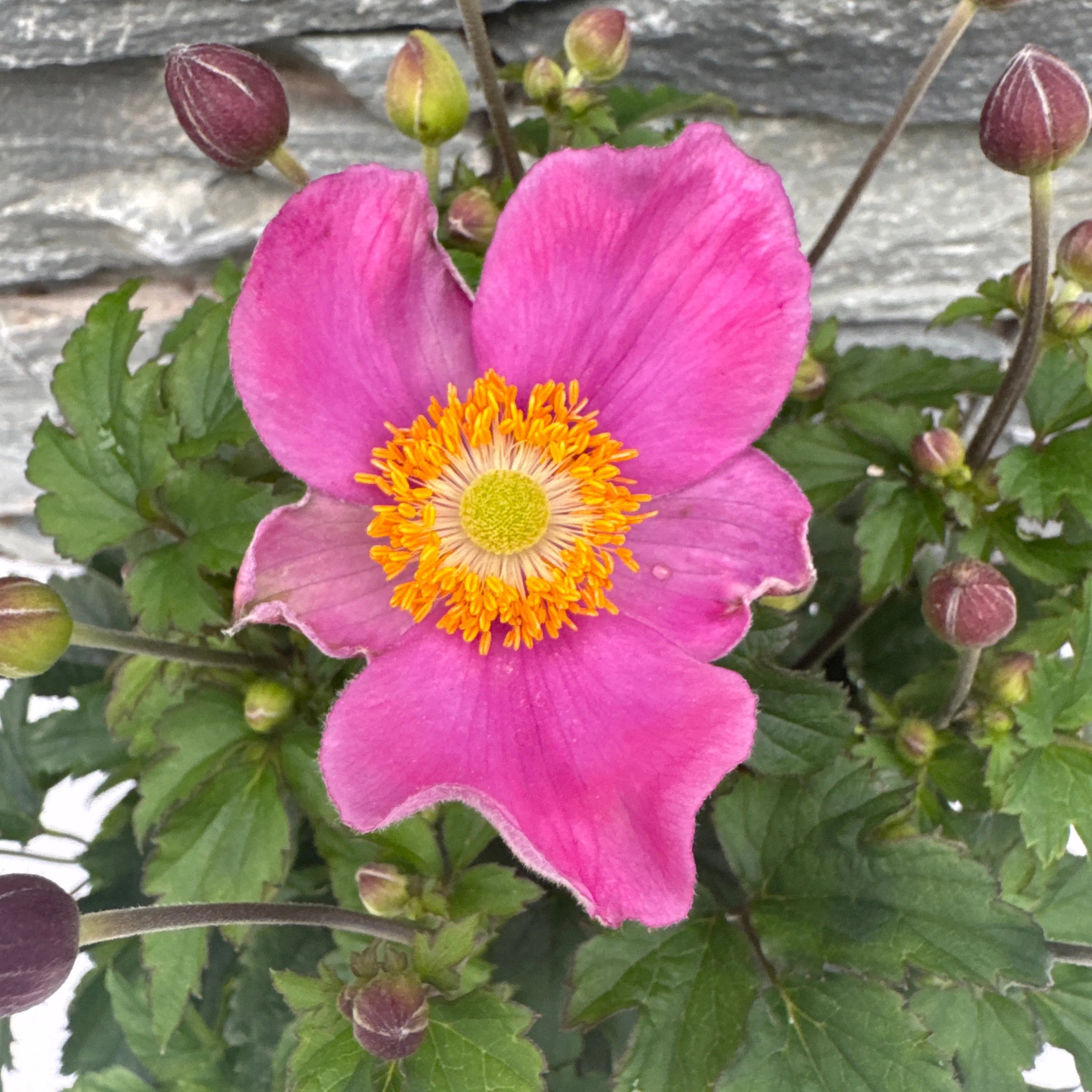 Anemonă de toamnă - Anemone hupehensis ‘Emmy Deep Rose’