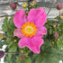 Anemonă de toamnă - Anemone hupehensis ‘Emmy Deep Rose’