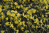 Iasomia de Iarnă - Jasminum nudiflorum