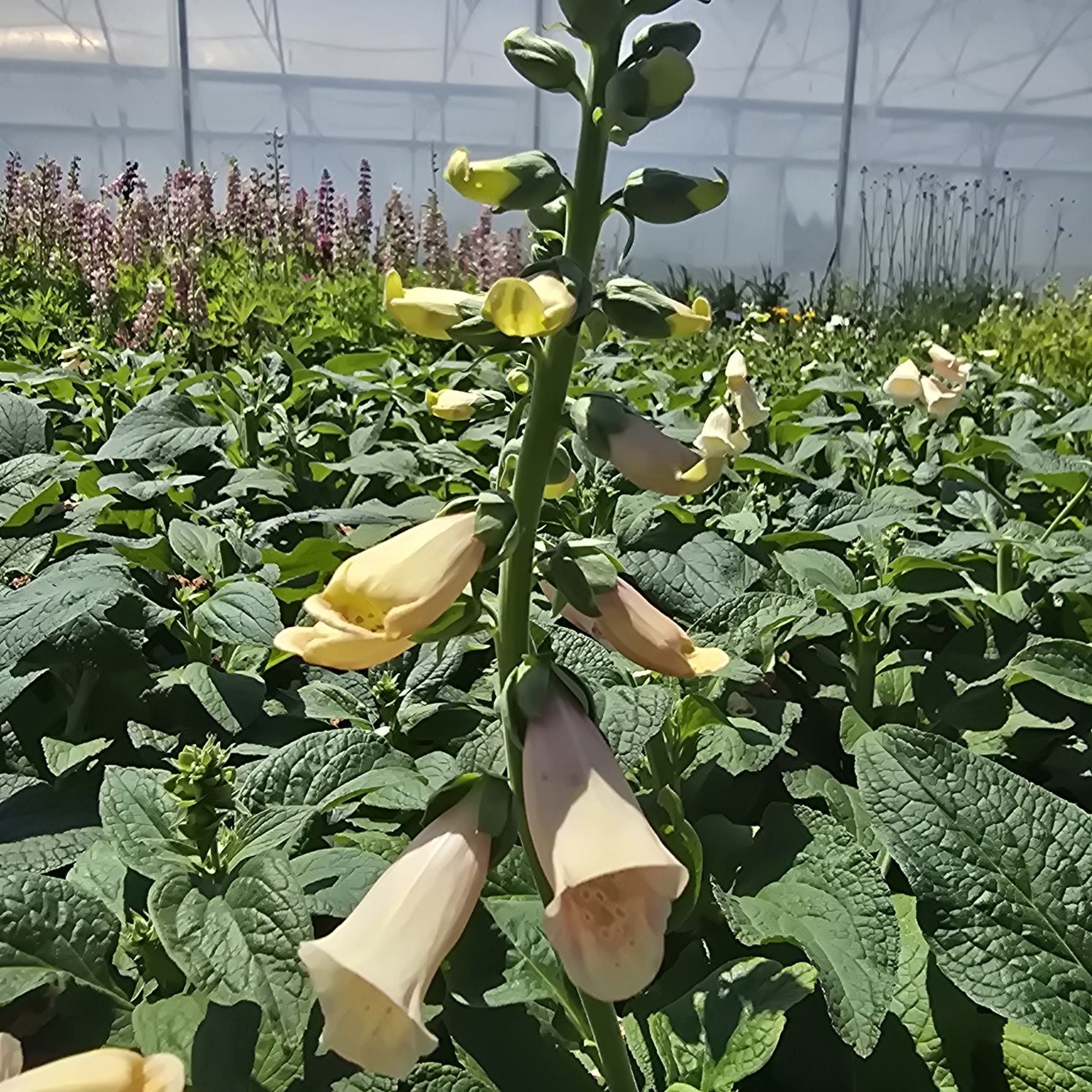 Degețel - Digitalis Purpurea Dalmatian F1 Peach