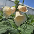 Degețel - Digitalis Purpurea Dalmatian F1 Peach