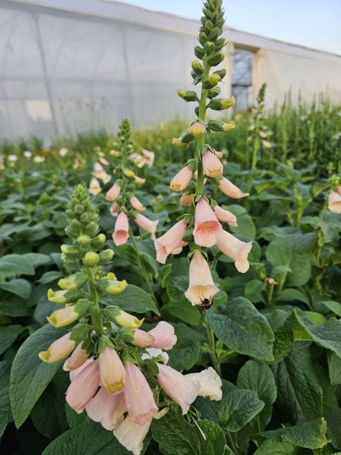 Degețel - Digitalis Purpurea Dalmatian F1 Peach