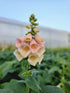 Degețel - Digitalis Purpurea Dalmatian F1 Peach