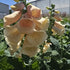Degețel - Digitalis Purpurea Dalmatian F1 Peach