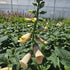 Degețel - Digitalis Purpurea Dalmatian F1 Peach