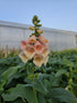 Degețel - Digitalis Purpurea Dalmatian F1 Peach