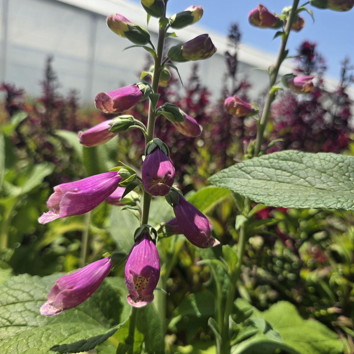 Degețel - Digitalis purpurea Dalmatian F1 Purple