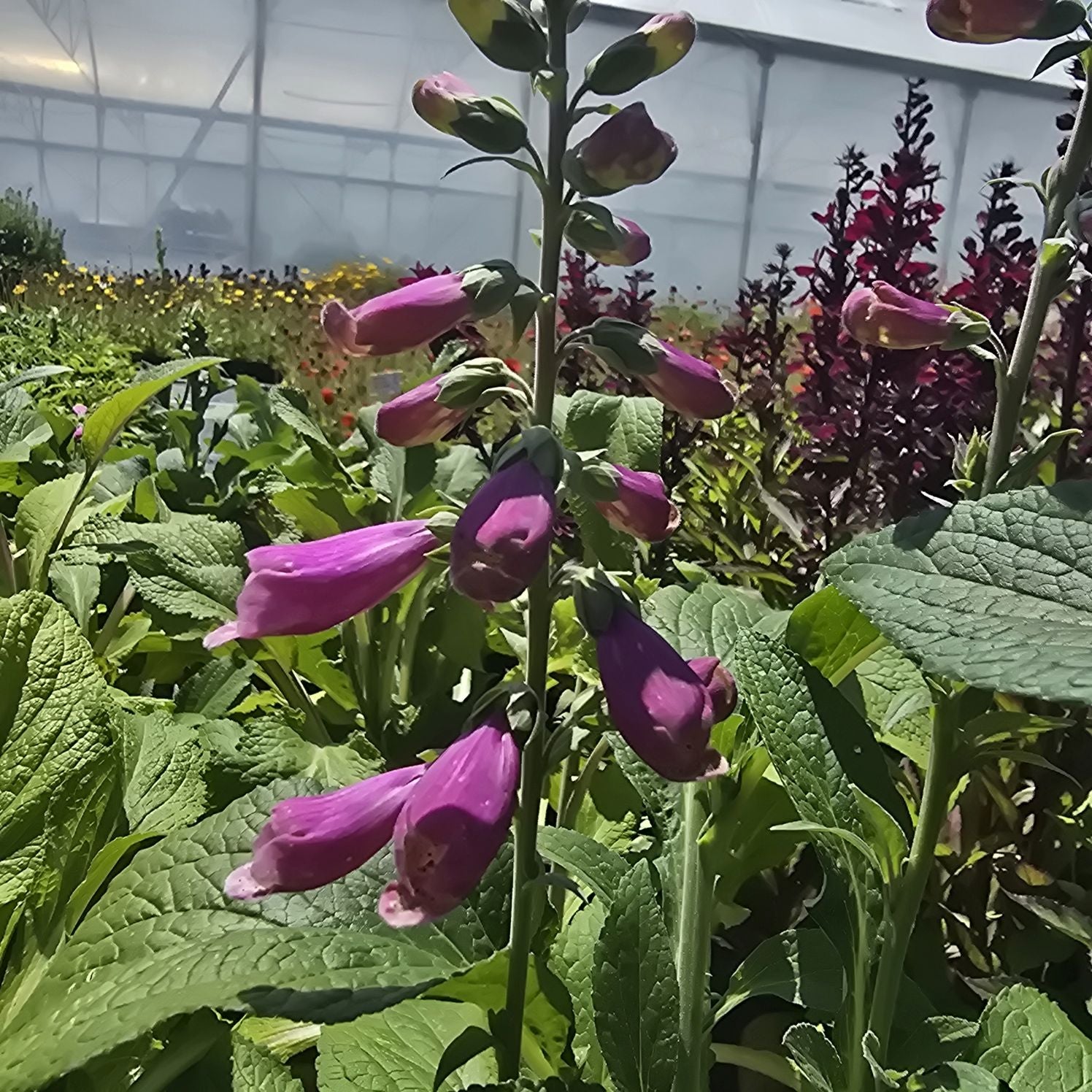 Degețel - Digitalis purpurea Dalmatian F1 Purple
