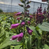 Degețel - Digitalis purpurea Dalmatian F1 Purple