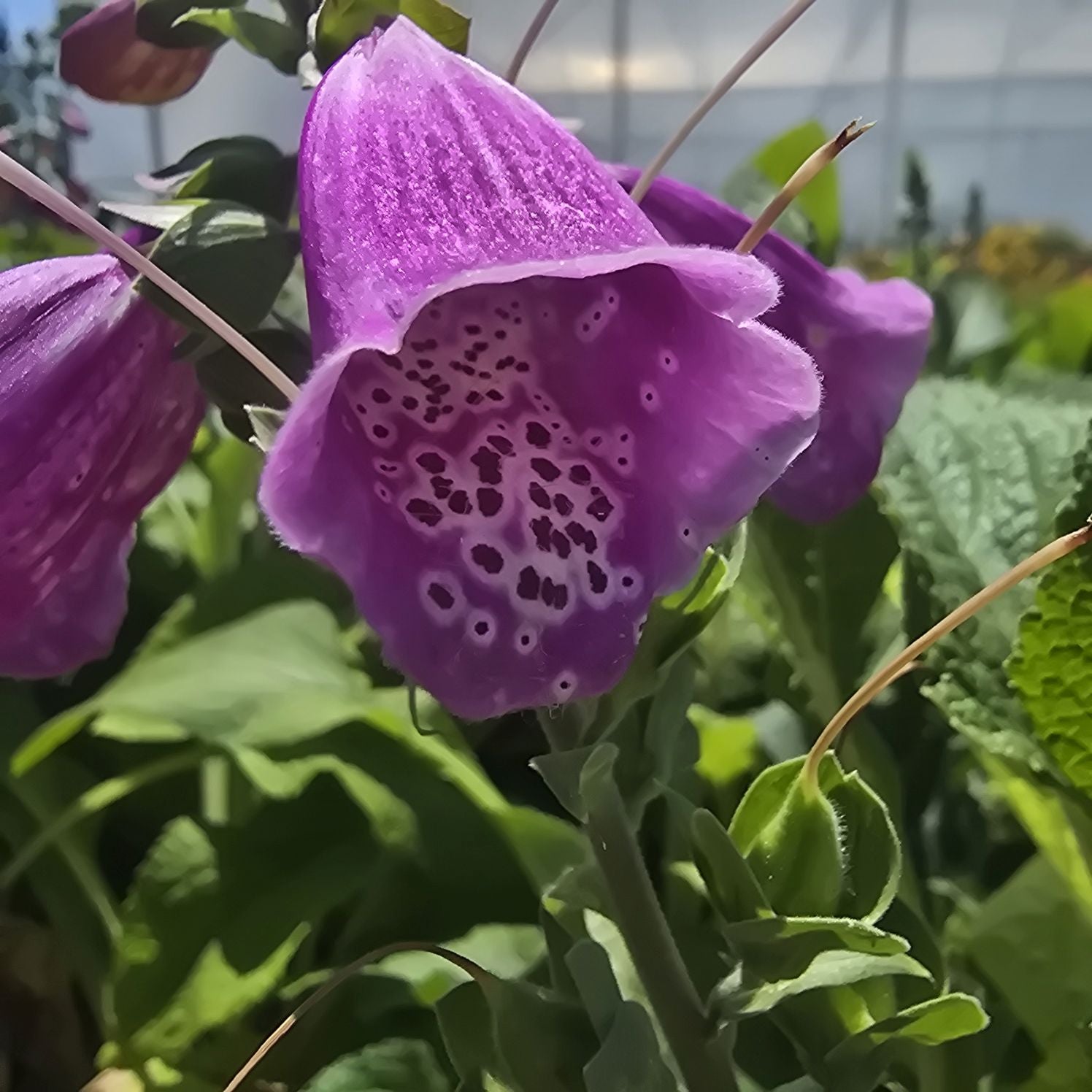 Degețel - Digitalis purpurea Dalmatian F1 Purple