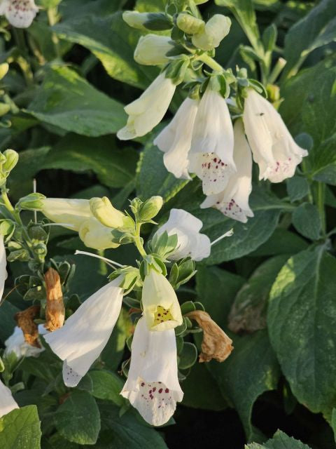 Degețel - Digitalis purpurea Dalmatian White
