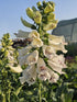 Degețel - Digitalis purpurea Dalmatian White