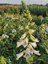 Degețel - Digitalis purpurea Dalmatian White