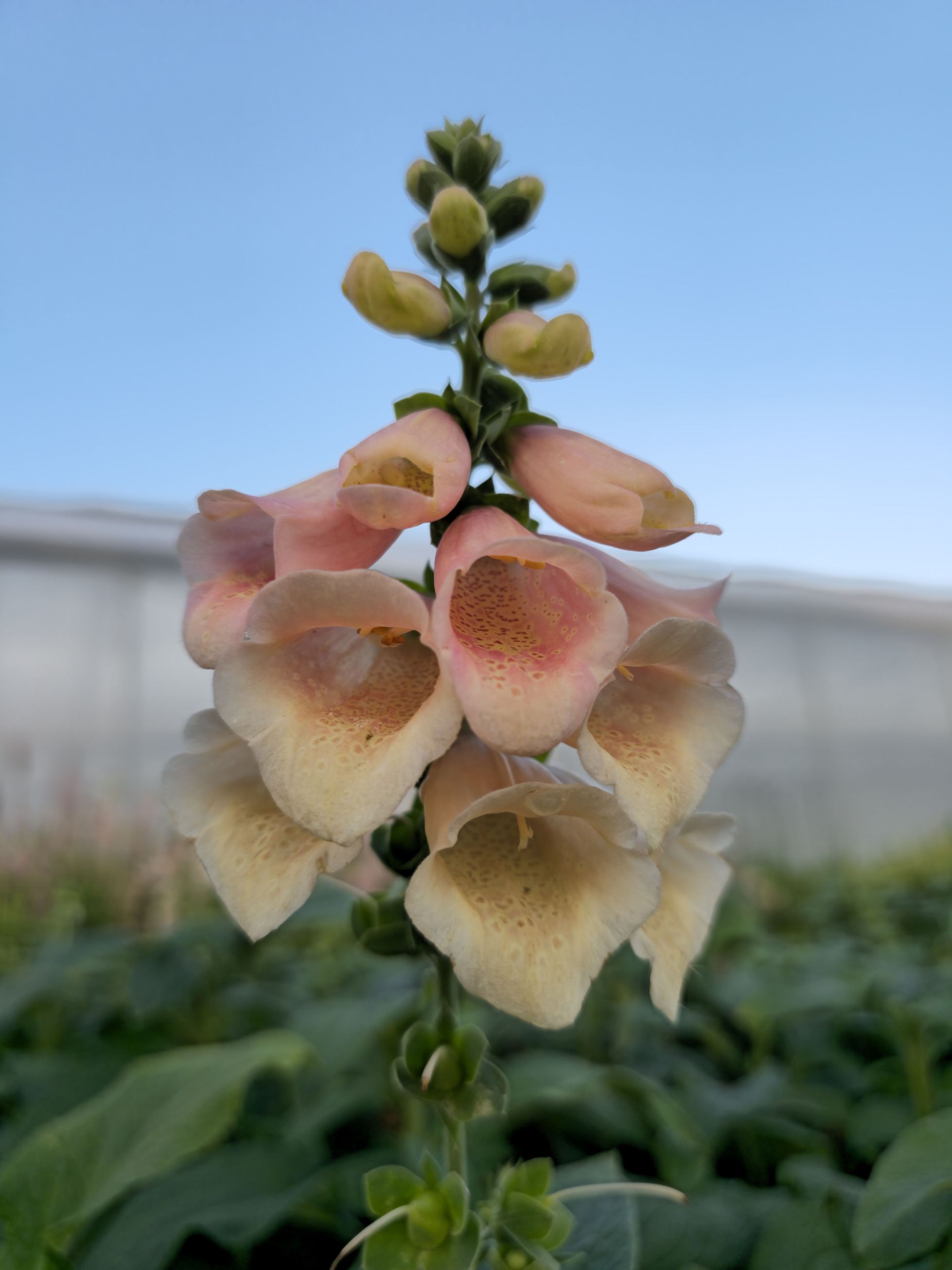 Degețel - Digitalis Purpurea Dalmatian F1 Peach