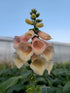 Degețel - Digitalis Purpurea Dalmatian F1 Peach