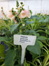 Degețel - Digitalis Purpurea Dalmatian F1 Peach