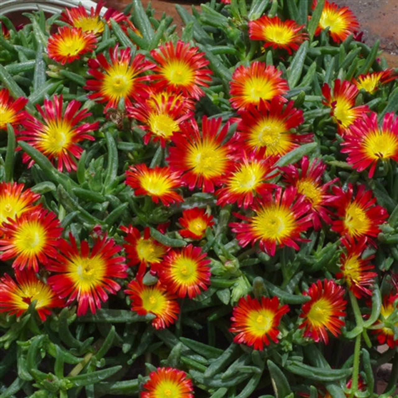 Floare de cristal - Delosperma 'Wheels Of W. Fire'