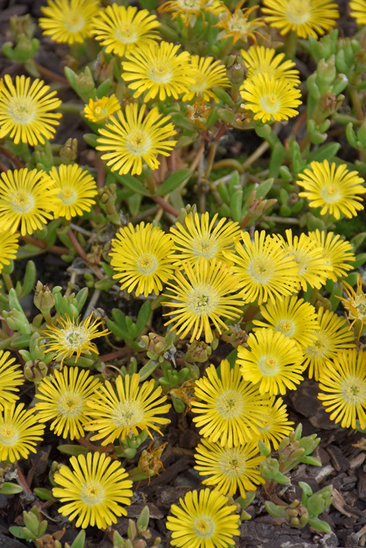 Floare de cristal - Delosperma 'Wheels Of W. Golden'