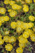 Floare de Cristal Galben Auriu - Delosperma 'Wheels Of Wonder Golden'