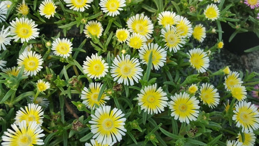 Floare de cristal - Delosperma 'Wheels Of W. Limoncello'