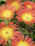 Floare de Cristal Portocalie - Delosperma 'Wheels Of Wonder Orange'