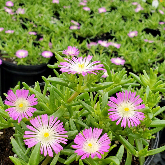 Floare de cristal - Delosperma 'Wheels Of W. Purple'