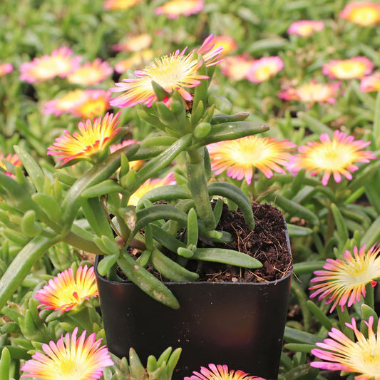 Floare de cristal - Delosperma 'Wheels Of W. Salmony Pink'