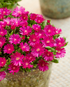 Floare de Cristal - Delosperma Cooperi Ice Cream Fuchsia