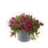 Floare de Cristal - Delosperma Cooperi Ice Cream Fuchsia