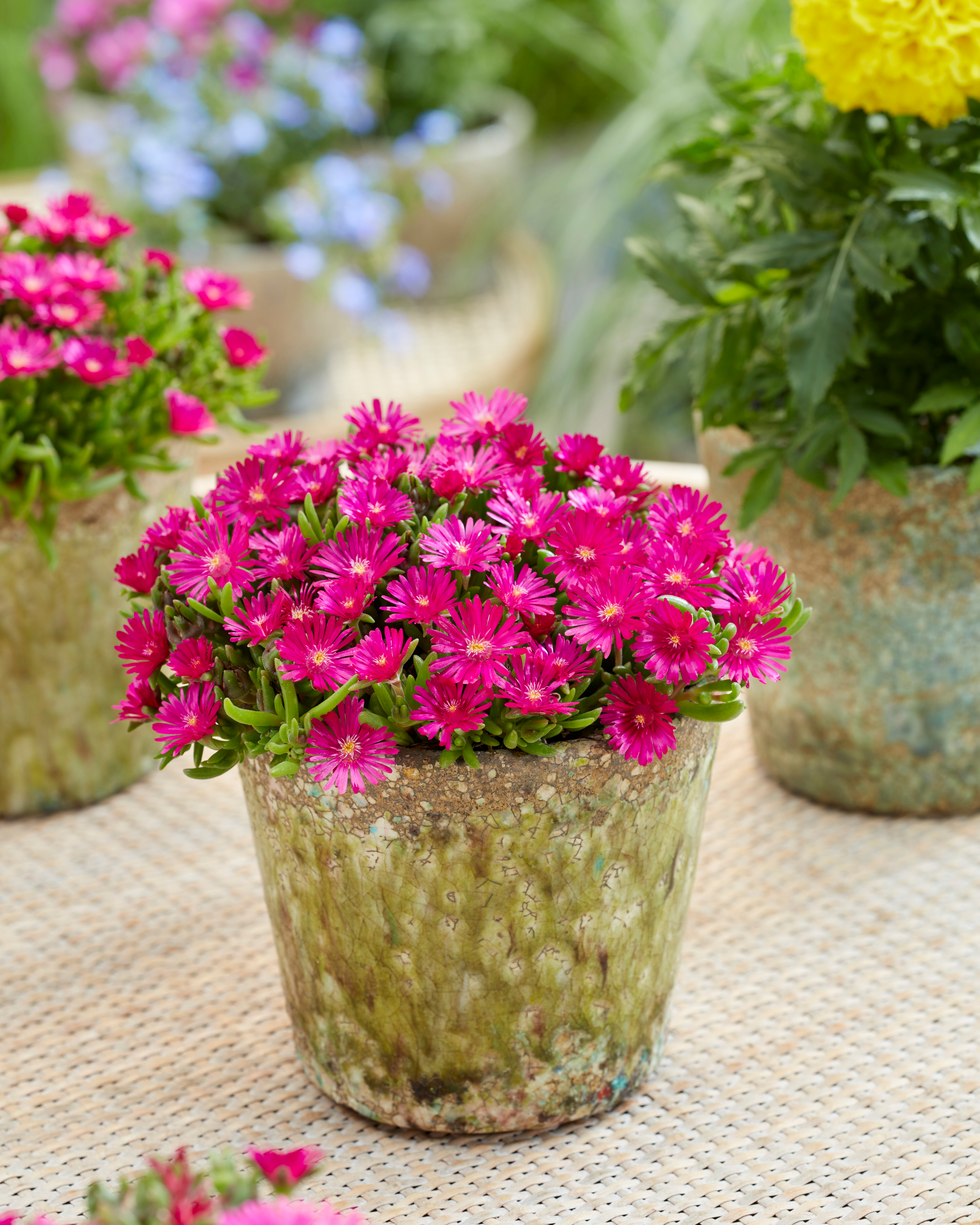 Floare de Cristal - Delosperma Cooperi Ice Cream Fuchsia